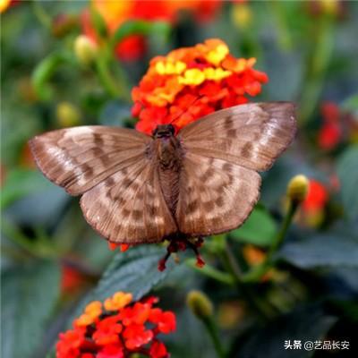王者军团bt版下载